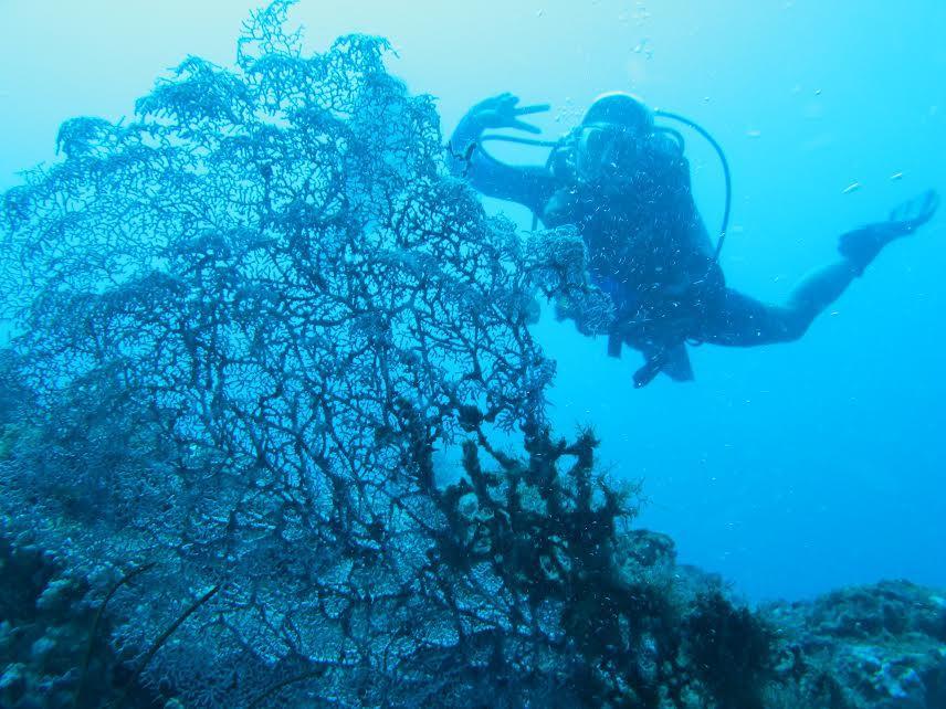 Anilao Scuba Dive Center Ξενοδοχείο Μπατάνγκας Εξωτερικό φωτογραφία