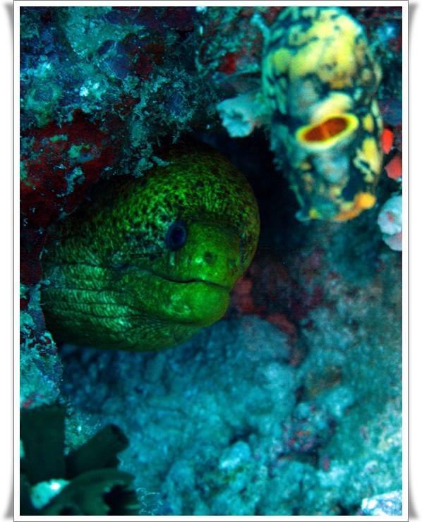 Anilao Scuba Dive Center Ξενοδοχείο Μπατάνγκας Εξωτερικό φωτογραφία