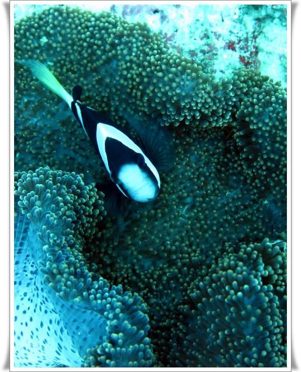 Anilao Scuba Dive Center Ξενοδοχείο Μπατάνγκας Εξωτερικό φωτογραφία