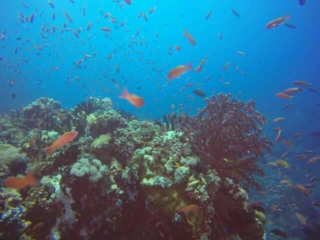 Anilao Scuba Dive Center Ξενοδοχείο Μπατάνγκας Εξωτερικό φωτογραφία