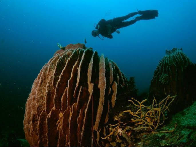 Anilao Scuba Dive Center Ξενοδοχείο Μπατάνγκας Εξωτερικό φωτογραφία
